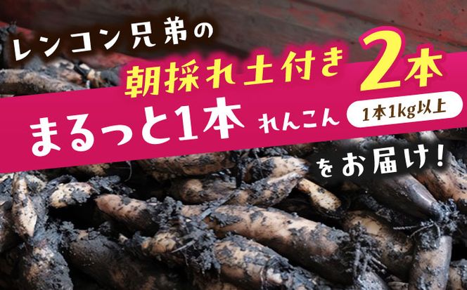 【先行予約】　産地直送！朝採れ土付き鍬掘りレンコン　2kg　野菜　れんこん　蓮根　愛西市/レンコン兄弟[AECL001]