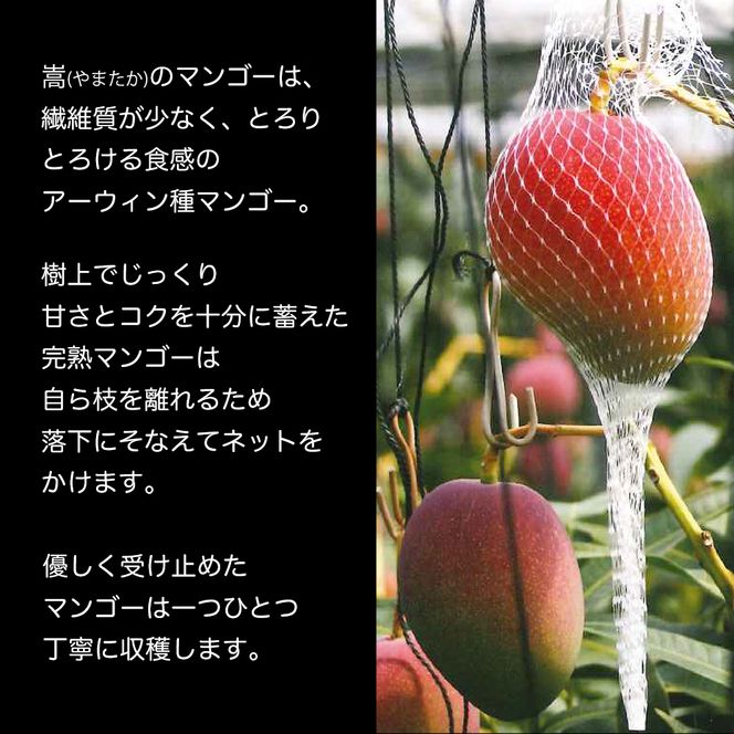 かおる・とろける！土佐マンゴー(2～5個)×１箱 