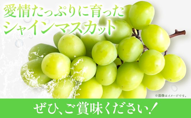 先行予約 秀品 贈答用 シャインマスカット 1.2kg(2~3房)《2026年8月下旬-9月中旬頃出荷》田尻盛果園 フルーツ 果物 マスカット ぶどう---osy_ctajipsm_h8_24_15000_12---
