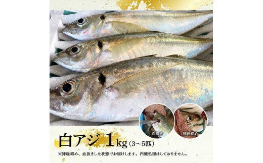 日向灘獲れ！活〆白アジ１kg 　魚 魚介類 [C04406]