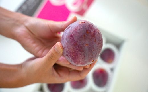 【2025年発送分】【糖度16度以上！】すもも『ふかさわ』（8〜11個入り/約1.3〜1.5kg）スモモ すもも 李 プラム フルーツ 果物 くだもの 山梨 やまなし 富士川町