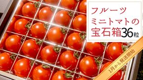 フルーツミニトマト の 宝石箱 36粒 【2025年1月から発送開始】 野菜 トマト フルーツ ミニトマト フルーツ [BI341-NT]