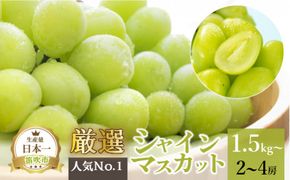 ＜25年発送先行予約＞厳選!!池田青果のシャインマスカット1.5~1.6 kg 2 房~4 房 173-007