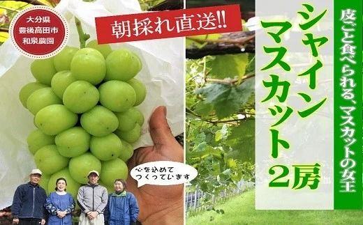 シャインマスカット [先行予約]特選シャインマスカット2房入(約1kg) D2-02