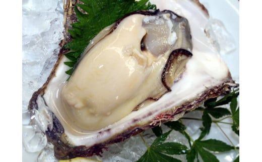 鹿島名産★天然岩牡蠣（約3kg）（KBL-8）