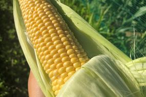 ＜てんとうむしばたけ＞有機とうもろこし5本　有機野菜 甘い 野菜 ふるさと納税 とうもろこし 期間限定 とうもろこしごはん かき揚げ 有機 オーガニック 産地直送 旬野菜 旬 コーン バター ペッパーランチ シャキシャキ 弾ける 丸ごと かぶりつきBR00029