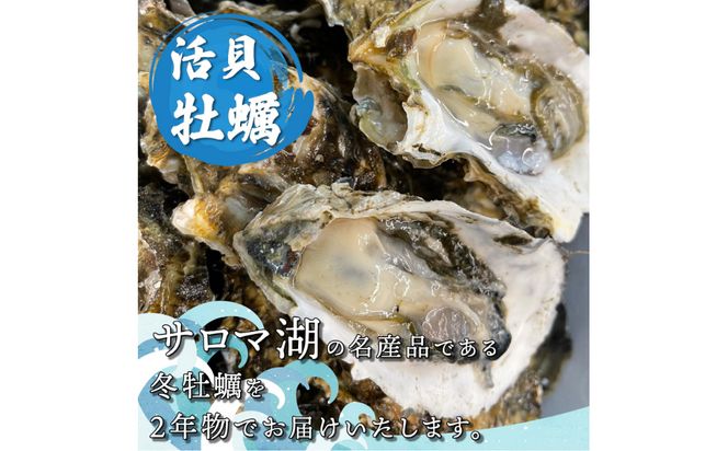 【予約：2024年11月上旬から順次発送】サロマ湖湯通し2年 活貝牡蠣 2.5キロ 25～30個 ( カキ 魚介類 期間限定 2.5kg )【091-0003-2024】