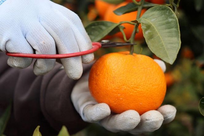 12/23までにご入金確認分は年内発送確定！訳あり温州みかん 家庭用 箱込み 10kg (Lサイズ指定) 	DB018