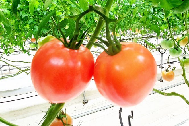 濃厚パスタソース詰め合わせ [モアショップヤマモト 石川県 宝達志水町 38600430] 