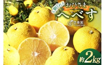 【期間限定発送】 へべす 完熟 おひさまへべす 悠美園 ふぞろい 朝どれ ひなたGAP認定 2kg [へべすの悠美園 宮崎県 日向市 452060723] 果物 フルーツ 柑橘 調味料 産地直送 国産 果汁 ヘベス 宮崎