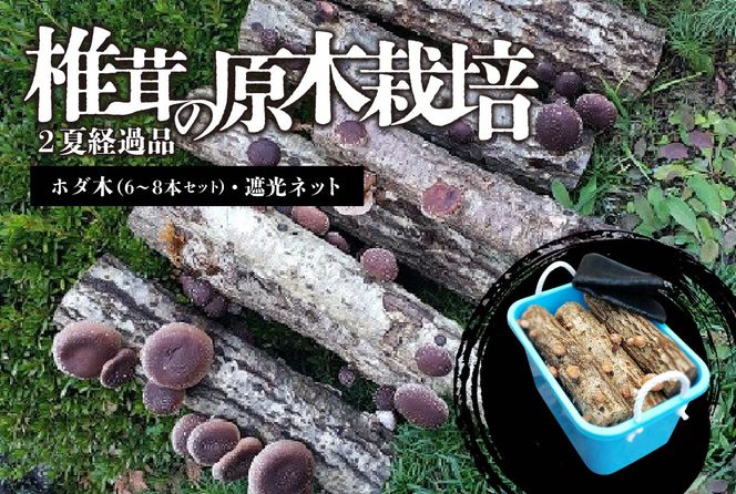 椎茸の原木栽培2夏経過品 ／ 家庭菜園 お手軽 栽培キット 自由研究 鑑賞 原木 きのこ しいたけ【0051-001】