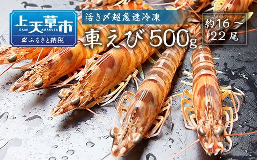 活き〆超急速冷凍車えび 500g（約16～22尾） 車海老 車えび 車エビ 海老 えび エビ 刺身 刺し身 真空パック 海鮮 冷凍 熊本県 上天草市