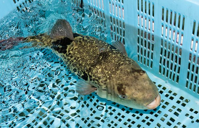 030D163 トラフグ てっちり（フグ鍋） 切り身