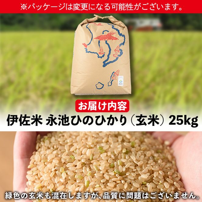 isa200 令和5年産 特別栽培米 永池ひのひかり玄米(25kg) 鹿児島でも極良食味のお米が出来る永池地区で作ったお米！九州米サミット食味コンテスト最優秀賞2回受賞【エコファーム永池】