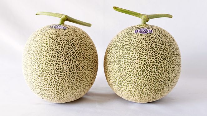 完熟 アールスメロン 3玉 2026年産 先行予約 メロン マスクメロン 青肉 果物 フルーツ 茨城県産 期間限定 数量限定 [AF004ci]