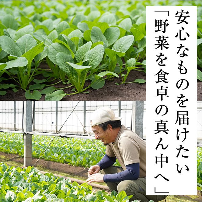 【期間限定・訳あり】志布志湾小松菜ゴールド(計1kg・200g×5袋) p6-012