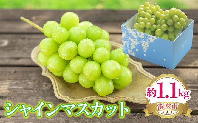 【2026年発送★先行予約】シャインマスカット 約1.1kg 222-008-1-26y