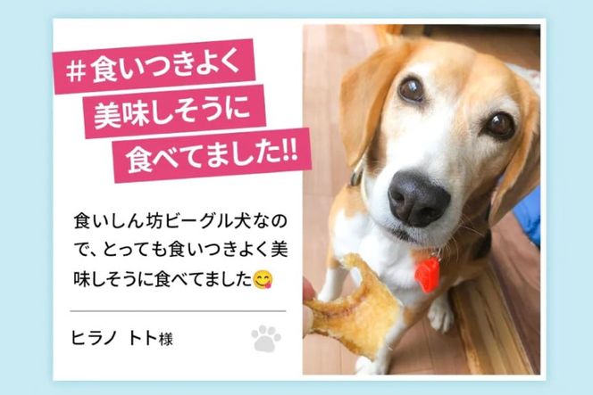 UMINO PET サメ肉ジャーキー 40g [石渡商店 宮城県 気仙沼市 20563930] ペットフード ドッグフード 犬 いぬ 犬用 ペット おやつ オヤツ 国産 ジャーキー 気仙沼産 サメ 鮫