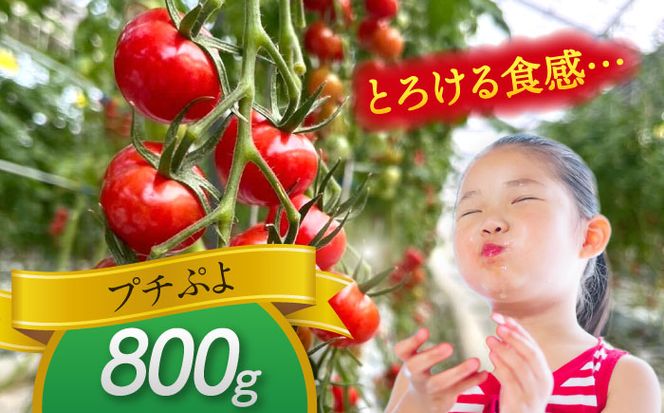 ミニトマト (プチぷよ)800g トマト 野菜 新鮮 期間限定トマト 愛西市 / 株式会社石原農園[AEBG007]