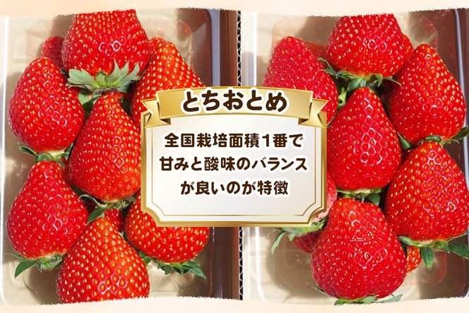 澳原いちご農園の朝摘みとちおとめ｜イチゴ 苺 果物 果実 スイーツ 産地直送 [0535]