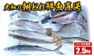 【12ヶ月定期便】大和海商の朝どれ鮮魚直送定期便　2.5kg　N072-ZG025