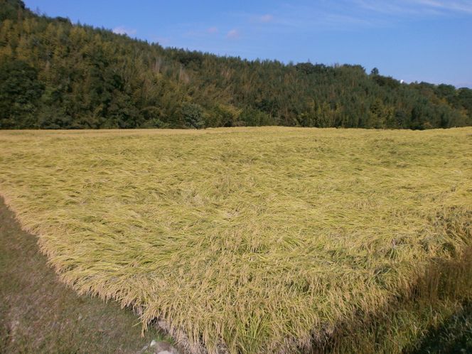 B-202 吟薫る山田錦入りビール「吟米麦酒」白・赤各5本セット（合計10本）