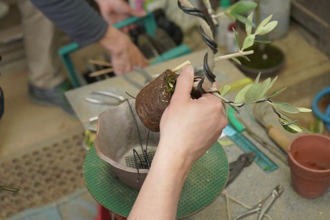 オリーブの盆栽教室 体験チケット [秋山園 山梨県 韮崎市 20742994] チケット 体験 手作り 盆栽 オリーブ 観葉植物 インテリア 癒やし 緑