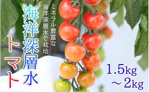 【期間限定】海洋深層水トマト【先行予約】/ ミニトマト ミディトマト 海洋 深層水 ミネラル 1.5kg 2kg 甘い 大容量 たっぷり