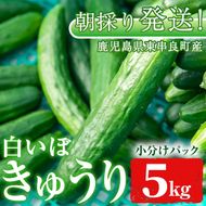 【0113906a】牧内農園の白いぼきゅうり(計5kg・小分けパック) 野菜 やさい サラダ 胡瓜 キュウリ 漬物 ピクルス 小分け 大容量 期間限定【牧内農園】