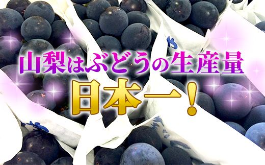【JA職員厳選】【2025年先行予約】富士川町産巨峰（ピオーネ）4-6房（約2kg） ぶどう 葡萄 ブドウ 種なし 大粒 山梨県産 フルーツ 果物 くだもの 産地直送 富士川町