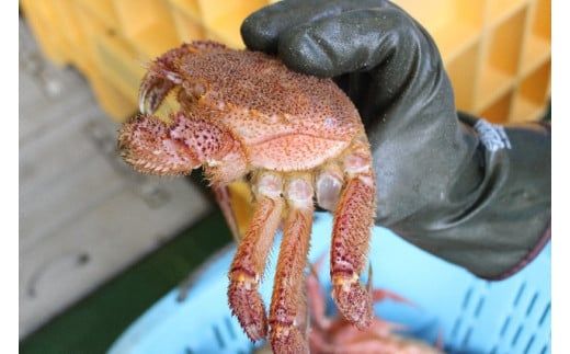 【令和8年発送】【訳あり】三陸産活毛ガニ1～10㎏【2026年2月〜4月発送】【配送日指定不可】【0tsuchi00957-202502】【08】