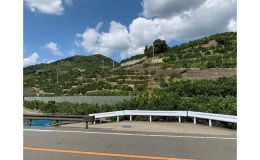 【数量限定】【赤秀特選品】有田みかん　約5kg（Lもしくは2Lサイズ）※サイズ指定不可 CC06