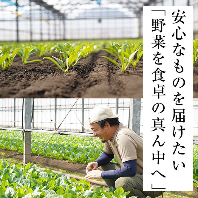 ＜先行予約受付中！R6年12月頃配送予定＞【数量限定】志布志湾ほうれん草(200g×5袋 合計1kg) p9-016