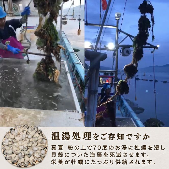 訳あり 春っこ牡蠣1kg 加熱用 むき身 冷蔵 [10月～4月発送] かき オイスター oyster アヒージョ バーベキュー BBQ フライ 揚げ物 鍋 ごはん 夕飯 おかず おつまみ 晩酌 米 丼 海産物 海鮮 魚介 魚介類 贈答品 お中元 お歳暮 岩手県 国産 三陸大船渡 [funamoto002]