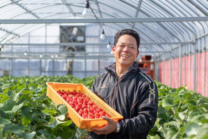 【期間限定発送】CG069 長崎県知事賞受賞【 大玉 いちご 】「 恋みのり (3L～5L)」265g×4パック ＜1～5月にお届け＞