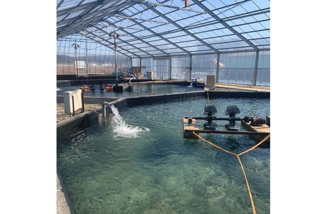 地下水育ち　炭火焼き鮎10尾入り