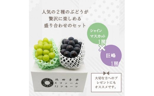 【2026年発送★先行予約】厳選!! 池田青果の【大人気ぶどう2種盛り合わせ】シャインマスカット・巨峰 or ピオーネ（1.0kg） 173-002-26y