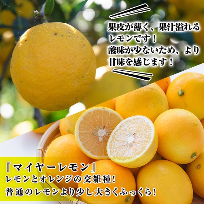 ＜先行予約受付中！2026年4月以降順次発送予定＞数量限定！冷蔵品マイヤーイエローレモン(5kg) 国産 マイヤーレモン 檸檬 オレンジ 果実 果物 フルーツ 柑橘 デザート 期間限定【桐野柑橘株式会社】akn070-13