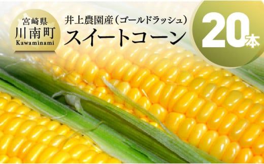 令和6年発送】宮崎県産 とうもろこし 井上農園産 スイートコーン