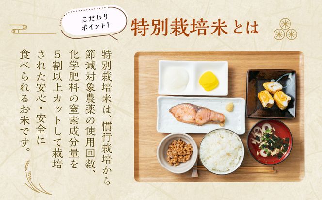 【令和7年産米】【精米即日発送】 新潟県村上市 桃川産 特別栽培 コシヒカリ 10kg　AB4038