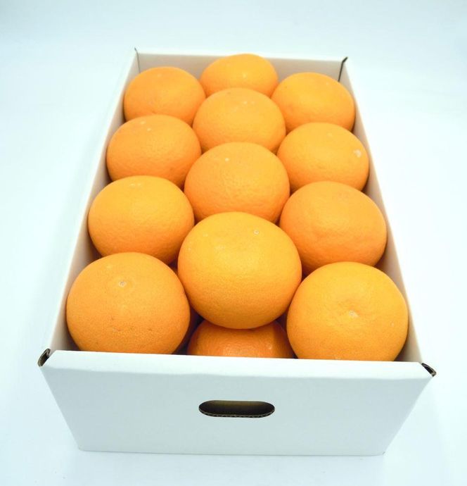田口の清見オレンジ 秀品 約5kg L～3L（30玉～18玉） サイズおまかせ 化粧箱入り【2026年2月26日～2026年3月31日頃より順次発送】 DS001