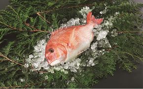 愛媛県産養殖真鯛フィレ2枚（お頭付き冷凍）＜鯛 タイ 海鮮 フィレ 養殖  おつまみ おかず   魚 愛媛県＞