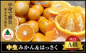 定期便 手さげ箱 セット 中生 有田みかん ＆ はっさく 全2回 南泰園 BS836