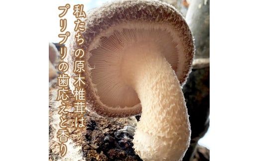 142-1698　小田原の里山で湧水を贅沢に使って育てた原木生椎茸(300g×2パック)