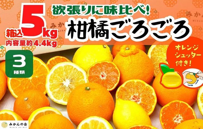 旬の柑橘食べ比べ 柑橘ごろごろ 3種 箱込 5kg(内容量約 4.4kg) 秀品 優品 混合 和歌山県産 産地直送 【おまけ付き】【みかんの会】AX248