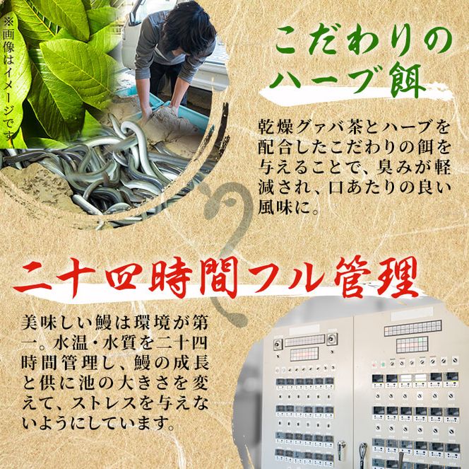 鹿児島県産 伊崎田のうなぎ蒲焼 大＜170g以上＞× 8尾(計1.3kg以上) e4-005