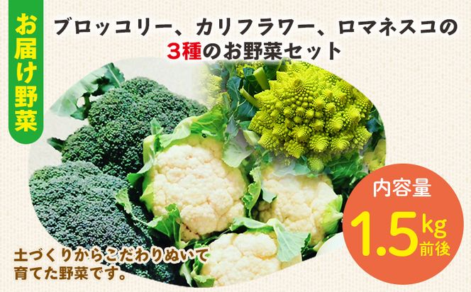 【先行受付】食べ比べセット ブロッコリー カリフラワー ロマネスコ 全3種 - やさい 詰め合わせ 詰合せ 簡単料理 朝採れ 新鮮 無農薬 産地直送 旬彩ファームやまさき sy-0007