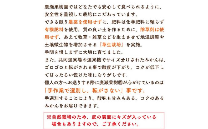 【2026年10月下旬～発送】【甘味が凝縮！】 濃厚 小玉みかん 3kg 温州みかん 2Sサイズ以下 / フルーツ 柑橘 蜜柑 ミカン / 南島原市 / 長崎県農産品流通合同会社 [SCB057]