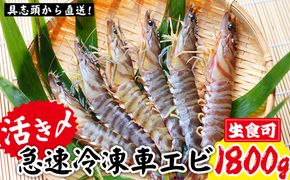 【訳アリ】活き〆急速冷凍車エビ（生食可・約1800g）【先行受付】- 2024年11月から順次発送 海老 車えび 車海老 冷凍 生エビ 国産 養殖 えび天 エビフライ 塩焼き 人気 沖縄県 八重瀬町