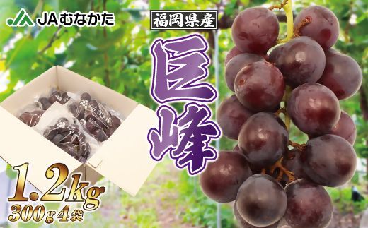 【2026年収穫分 先行予約】【JAむなかたより】巨峰1.2kg【JAほたるの里】_HA1476